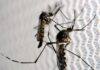 Casos de dengue tem aumentado no Paraná, segundo a Sesa
