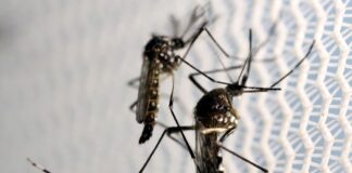 Casos de dengue tem aumentado no Paraná, segundo a Sesa
