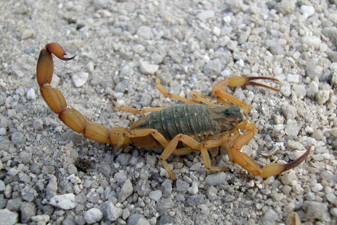 Escorpiao
