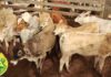 Patrulha Rural recupera 66 cabeças de gado entre Engenheiro Beltrão e Peabiru