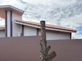 PREFEITURA ALERTA: PODA DRÁSTICA DE ÁRVORES É CRIME AMBIENTAL E PODE GERAR MULTA