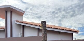 PREFEITURA ALERTA: PODA DRÁSTICA DE ÁRVORES É CRIME AMBIENTAL E PODE GERAR MULTA