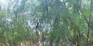 Veículo roubado é localizado abandonado em área rural de Peabiru