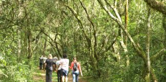 Peabiru promove neste domingo a II Caminhada São Vicente de Paulo