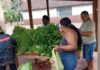 Horta da Escola Agrícola distribui verduras para 250 famílias em Engenheiro Beltrão