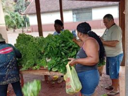 Horta da Escola Agrícola distribui verduras para 250 famílias em Engenheiro Beltrão
