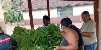 Horta da Escola Agrícola distribui verduras para 250 famílias em Engenheiro Beltrão