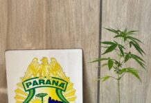 PM apreende planta de maconha em residência na cidade de Barbosa Ferraz