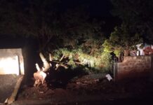 Vendaval derruba árvores e causa estragos em Engenheiro Beltrão