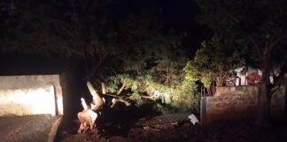 Vendaval derruba árvores e causa estragos em Engenheiro Beltrão